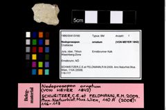 Foto (Objekt + Etikett) von Nodoprosopon ornatum (von Meyer, 1842)  (NHMW-GEO-1990-0041-3160)